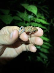 Pristimantis prolatus