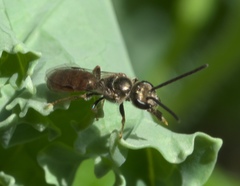 Lasioglossum zephyrus