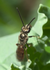 Lasioglossum zephyrus
