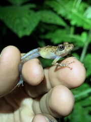 Pristimantis prolatus