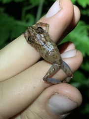 Pristimantis prolatus