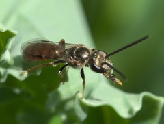 Lasioglossum zephyrus