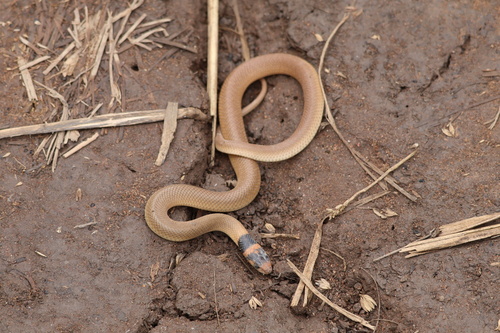 Eastern Brown Snake sighting
