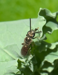 Lasioglossum zephyrus