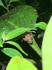 Pristimantis prolatus
