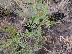 Sibbaldianthe orientalis