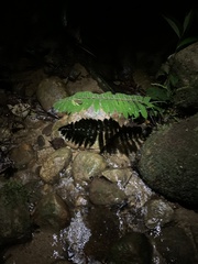 Hyloscirtus phyllognathus