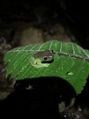 Hyloscirtus phyllognathus