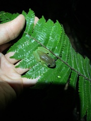 Hyloscirtus phyllognathus