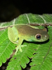 Hyloscirtus phyllognathus