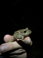 Pristimantis rubicundus