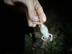 Pristimantis rubicundus