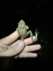 Pristimantis rubicundus