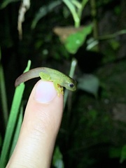 Hyloscirtus phyllognathus