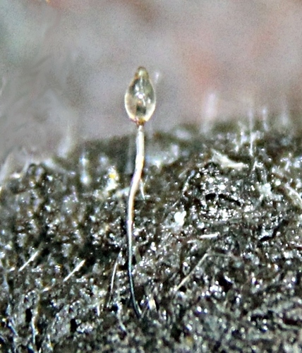 Representative image of Pilobolaceae