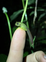 Hyloscirtus phyllognathus