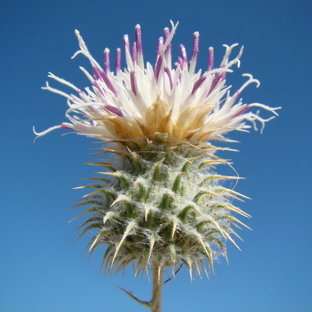Cousinia affinis