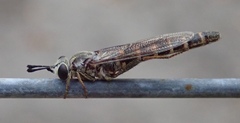 Syllegomydinae