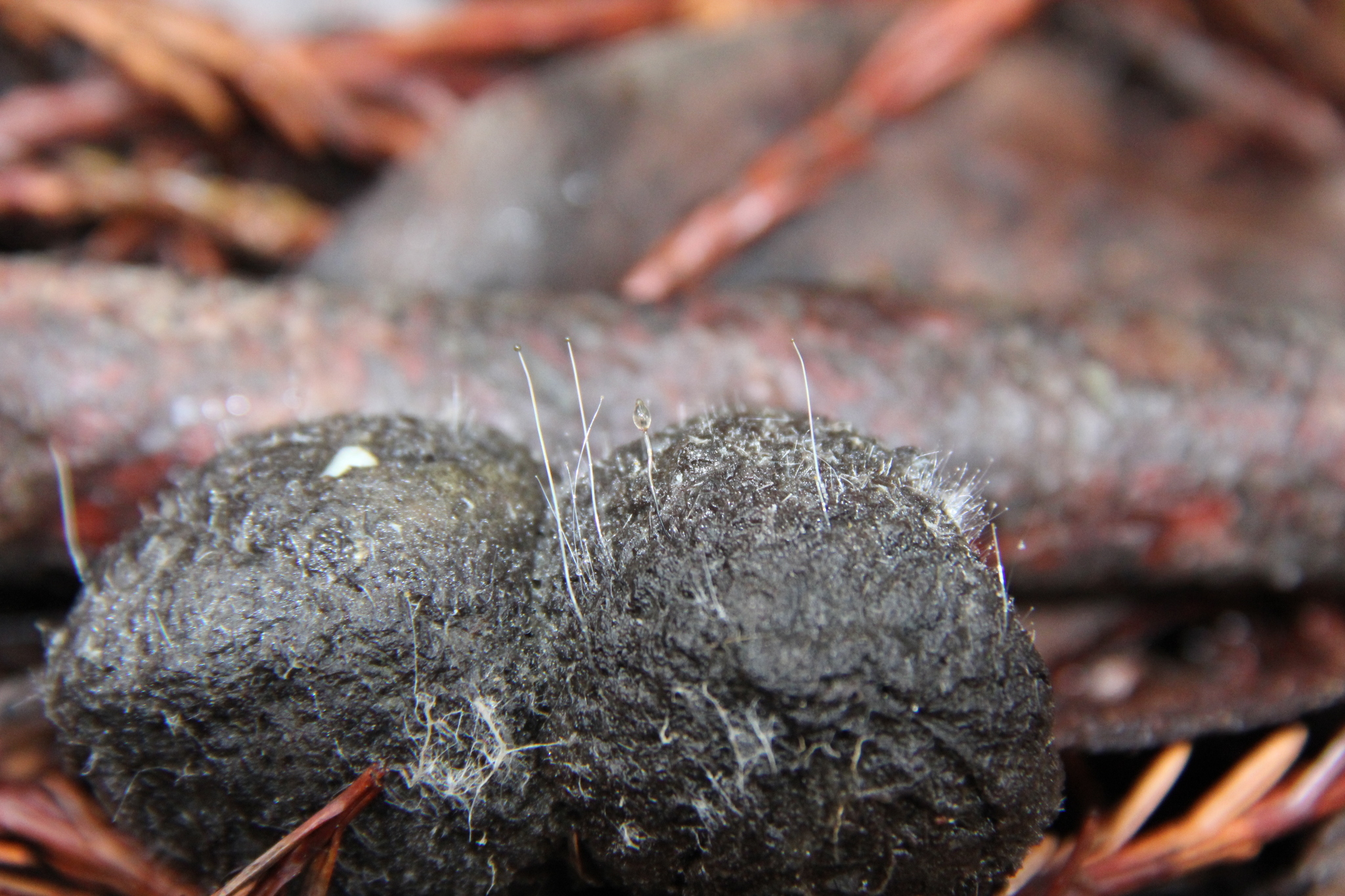 Pilobolaceae image