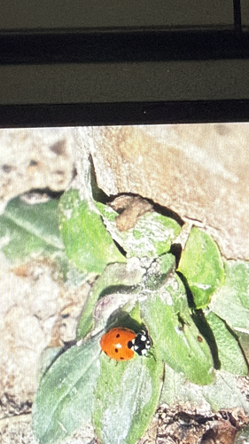 Seven-spotted Lady Beetle