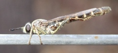 Syllegomydinae