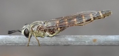 Syllegomydinae
