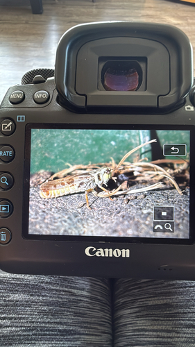 Clear-winged Grasshopper