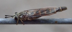 Syllegomydinae