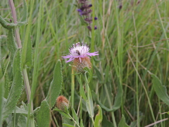 Centaurea trichocephala