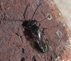 Helorus anomalipes