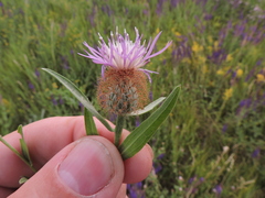 Centaurea trichocephala