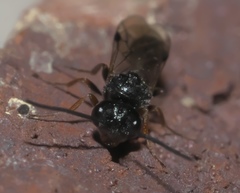 Helorus anomalipes