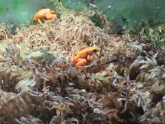 Mantella aurantiaca