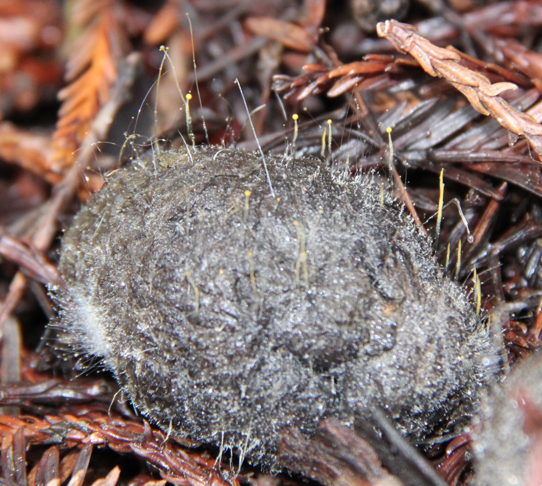 Phycomyces blakesleeanus image