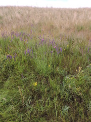Centaurea scabiosa adpressa