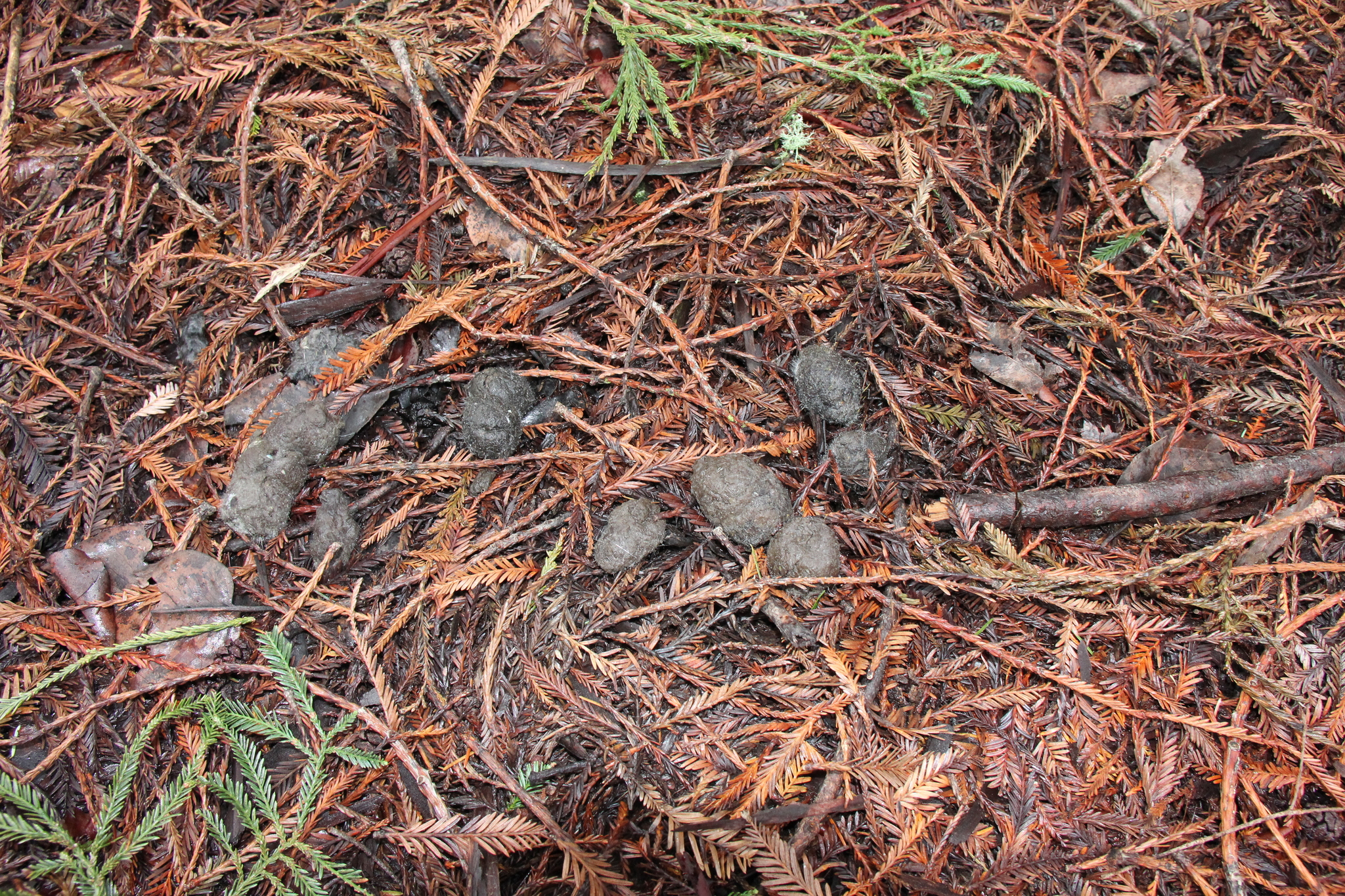 Zygomycota image