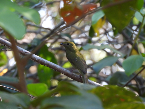 Helmeted Manakin (Chiroxiphia galeata), photo 6