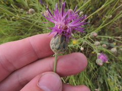 Centaurea scabiosa adpressa