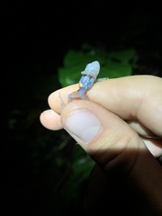 Pristimantis ventrimarmoratus