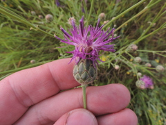 Centaurea scabiosa adpressa