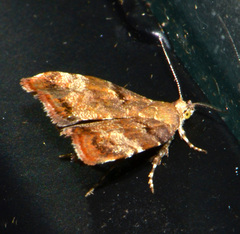 Choreutis pariana