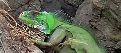 Iguana delicatissima
