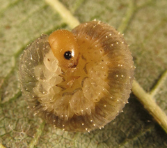 Rhogogaster punctulata