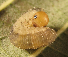 Rhogogaster punctulata