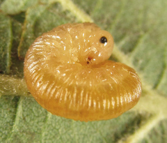 Rhogogaster punctulata