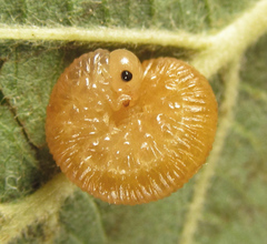Rhogogaster punctulata