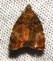 Choreutis pariana