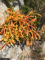 Erica quadrisulcata