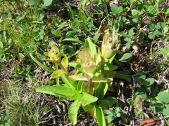 Gentiana acaulis