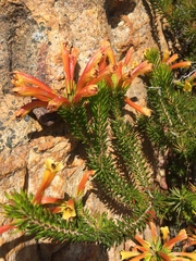 Erica quadrisulcata
